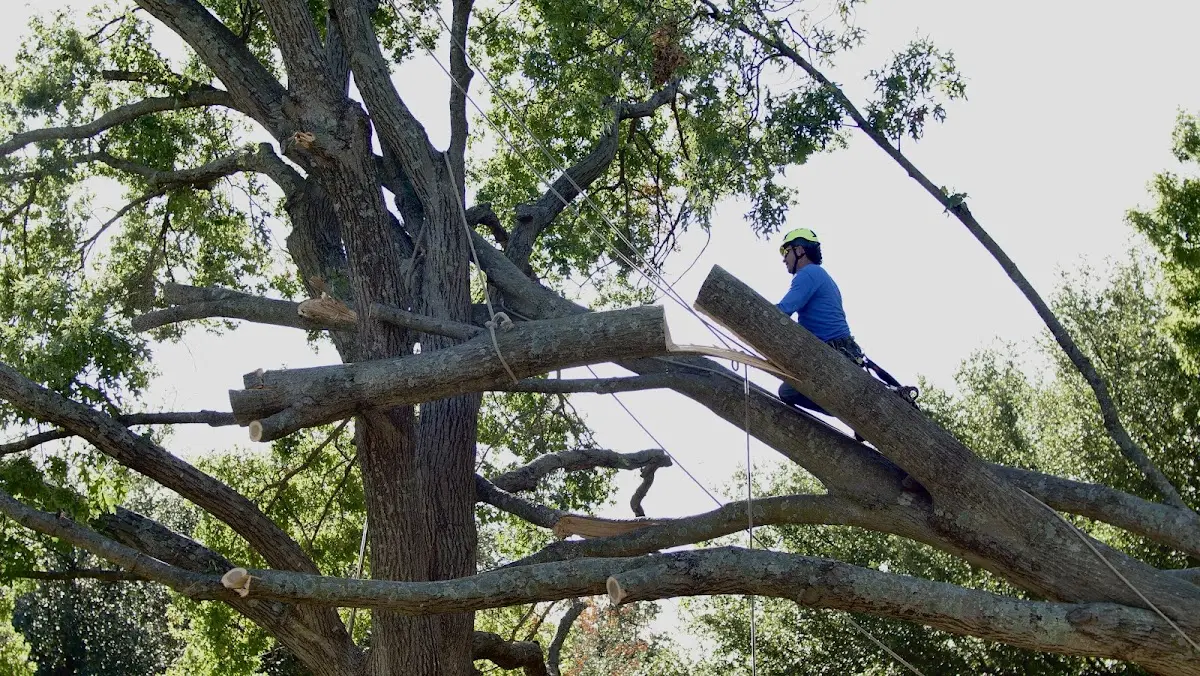 Professional Hazardous Tree Removal performed by certified arborists in Maple